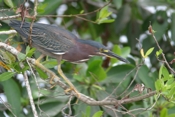 Green Heron Profile