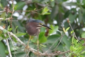 Green Heron Facing Me