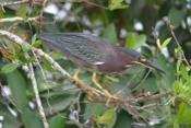 Green Heron Beautiful Side View