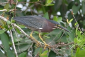 Green Heron Again Side View