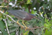 Green Heron Profile 3