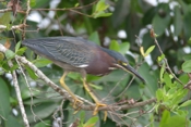 Green Heron Profile Again
