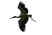 Wood Stork close-up