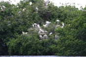 Wood Stork Rookery