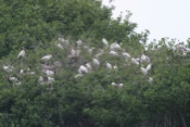 Hundreds of Wood Storks
