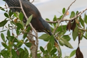 Green Heron Looking Down
