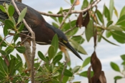 Green Heron Inchiing Closer