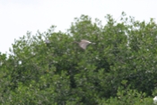 Juvenile White Ibis