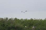 Wood Stork above mangroves
