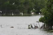 Great Egret Rookery