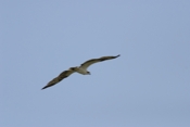 Osprey (Pandion haliaetus) in-flight