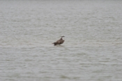 Osprey resting in Water