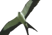 Swallow-tailed Kite in flight