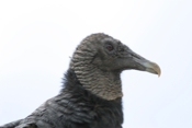 Black Vulture Head Profile