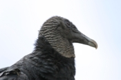 Black Vulture Head