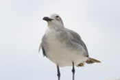Same Unknown Gull