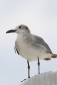 Unknown Gull
