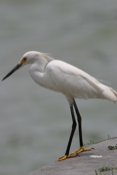 Snowy Egret Pose