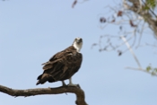 Osprey in your Face