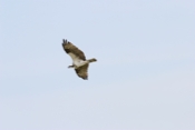 Osprey Underbelly