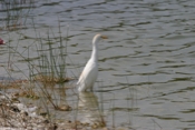 Cattle Egret Profile