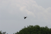 Wood Stork Distant Flight