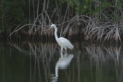  Great Blue Heron, White Morph Profile