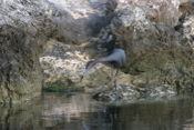 Little Blue Heron Almost