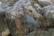 Little Blue Heron Hunting