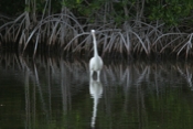 Great Blue, White Morph Wading