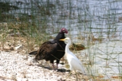 Turkey Vulture Meets Cattle Egret