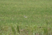 IMG 7153