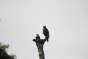 IMG 7335