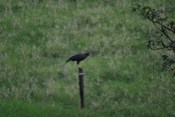 IMG 7611