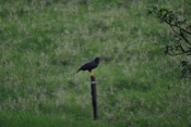 IMG 7613