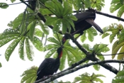 guans cecropia 04