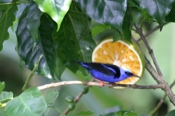 honey creeper male