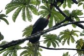 red crested guan exchange 04