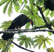 red crested guan looking
