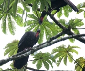 red crested guan pair