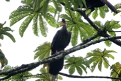 red crested guan perched 04