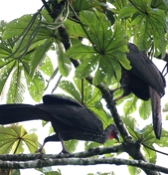 red crested guan profile 04