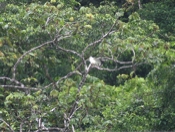 white hawk c