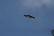 IMG 6605