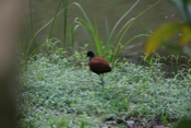 IMG 7090 1