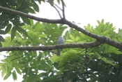 blue gray tanager 04