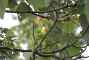 boat billed flycatcher