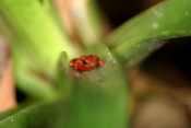 dendrobates pumilio head