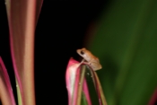 dink frog 04