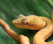 eyelash viper head 04
